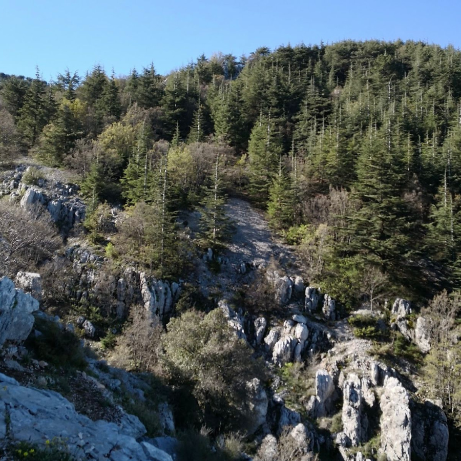 Shouf Biosphere Reserve