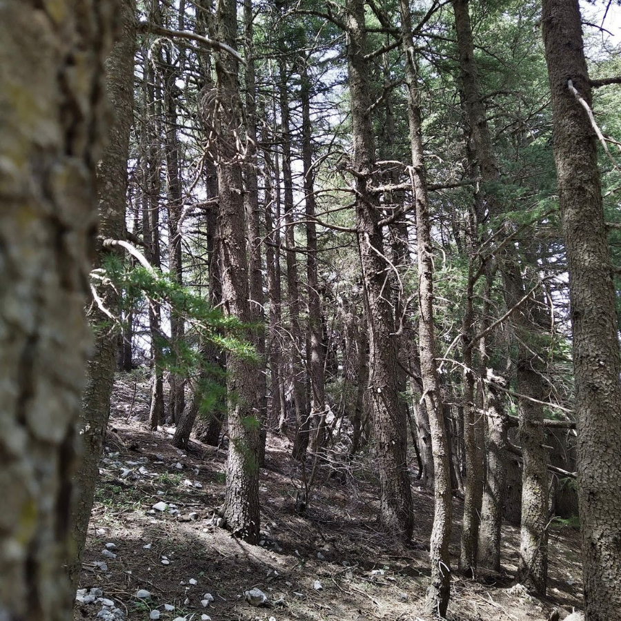 Shouf Biosphere Reserve