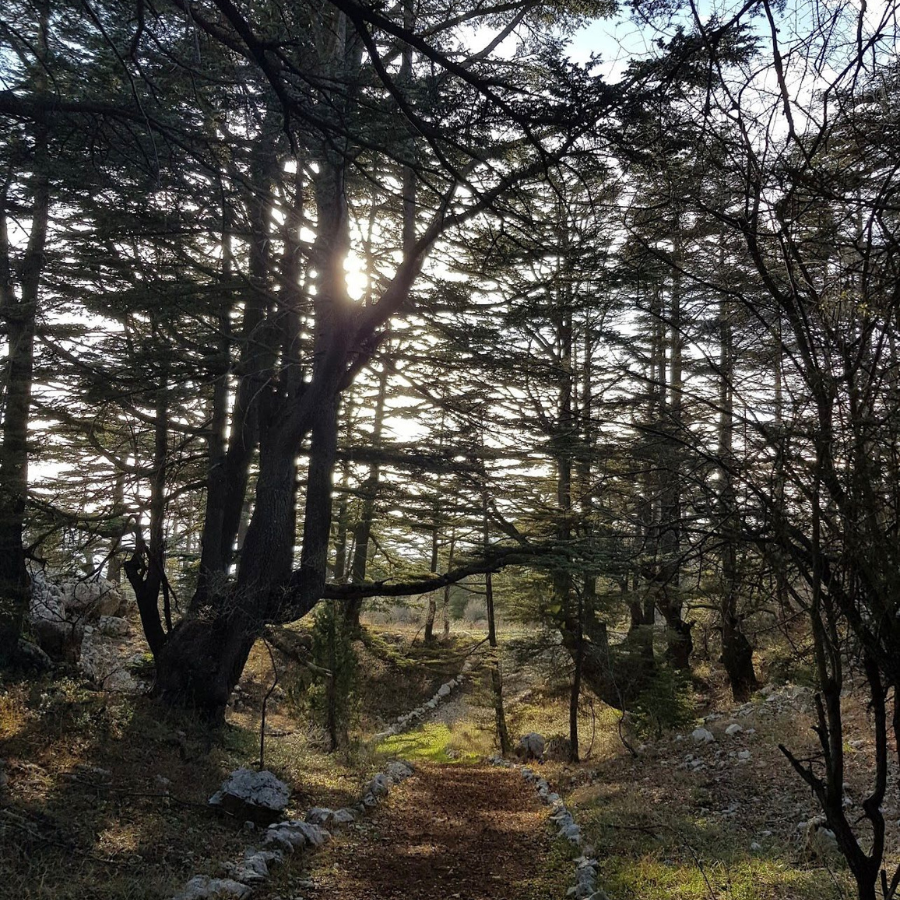 Tannourine Cedar Forest Nature Reserve