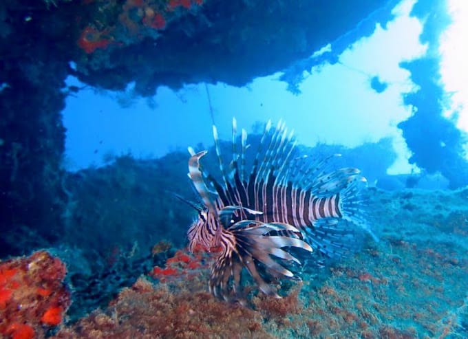 Diving in Beirut