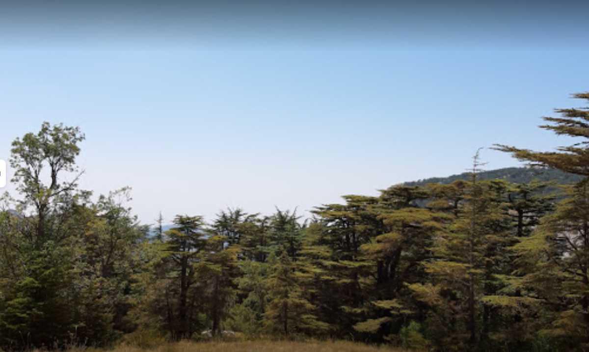 Tannourine Cedar Forest Nature Reserve