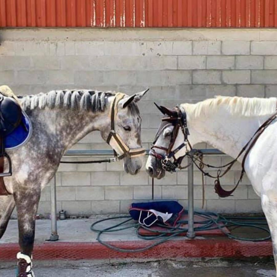 Hacienda horse riding