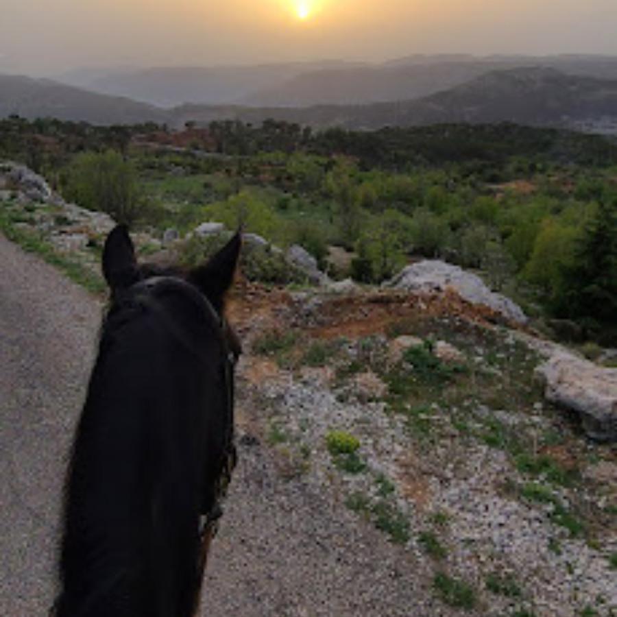 نادي سيدارز لركوب الخيل