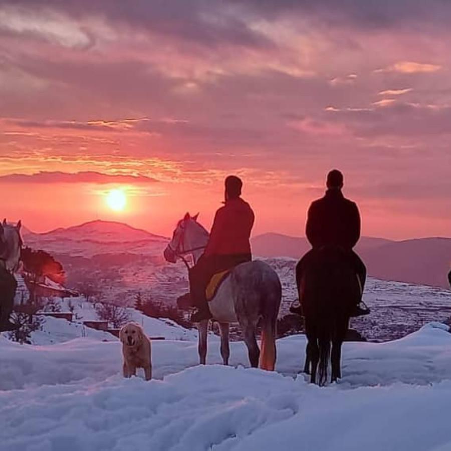 نادي سيدارز لركوب الخيل