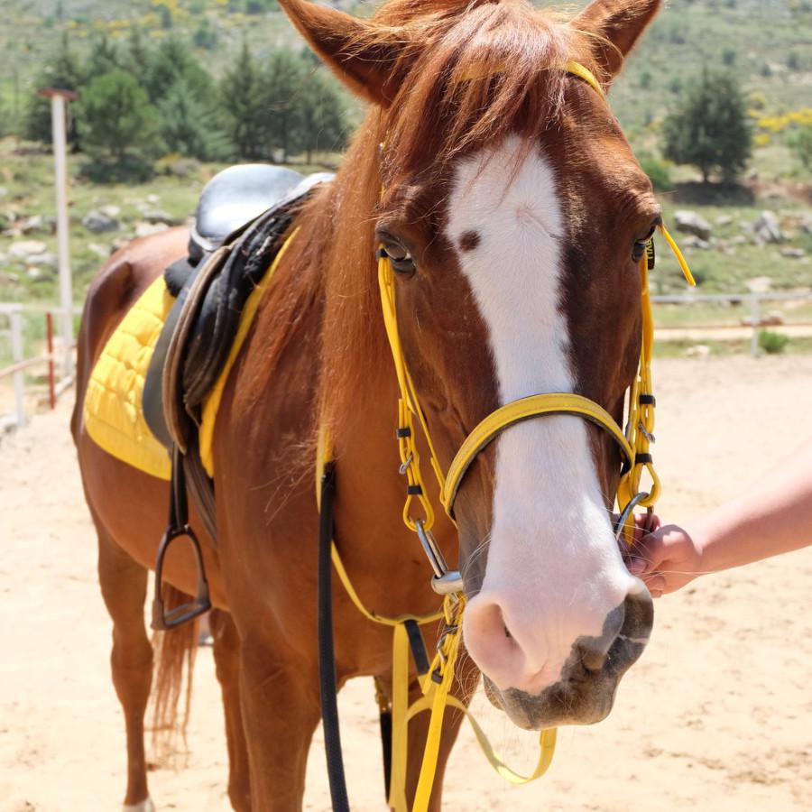 نادي سيدارز لركوب الخيل