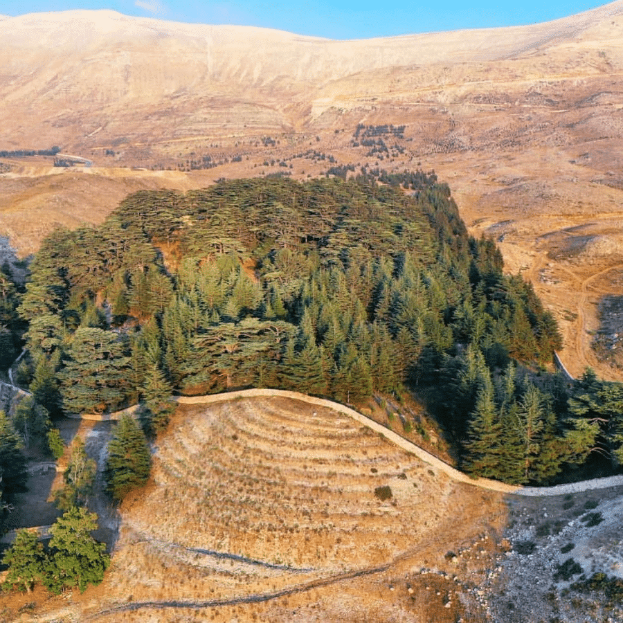 Cedars Forest