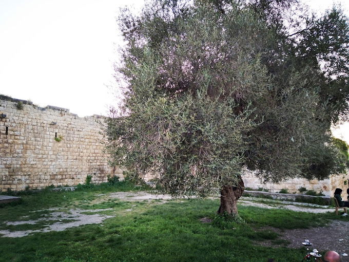 Barbar Agha Citadel