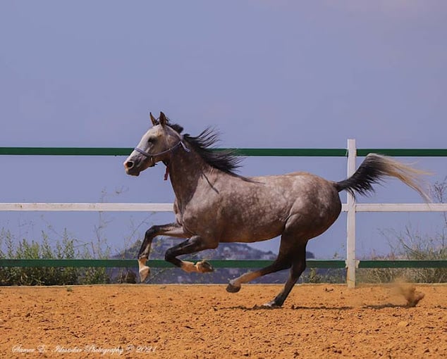 ركوب الخيل في جزين