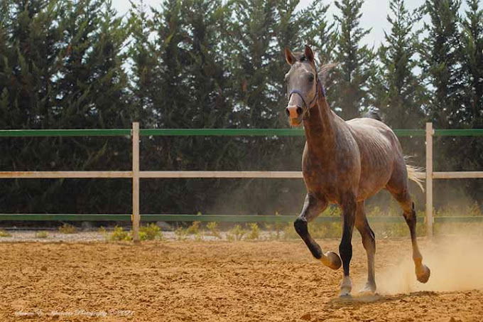 ركوب الخيل في جزين