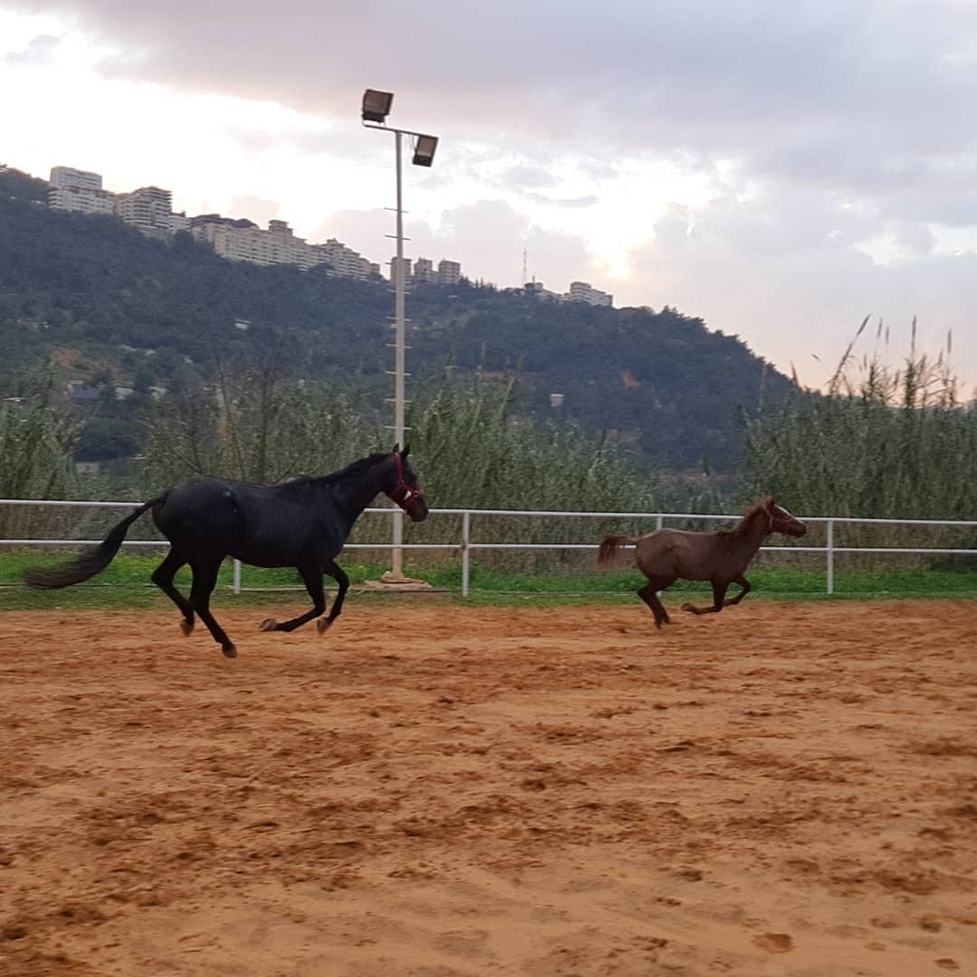 Pegasus Horse Riding Club