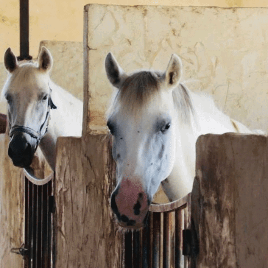 Al Adeyyat Horse Club