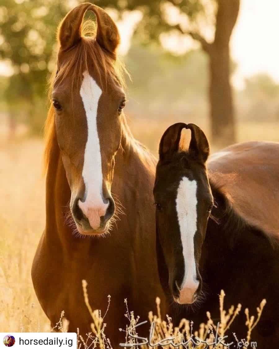 Pegasus Horse Riding Club