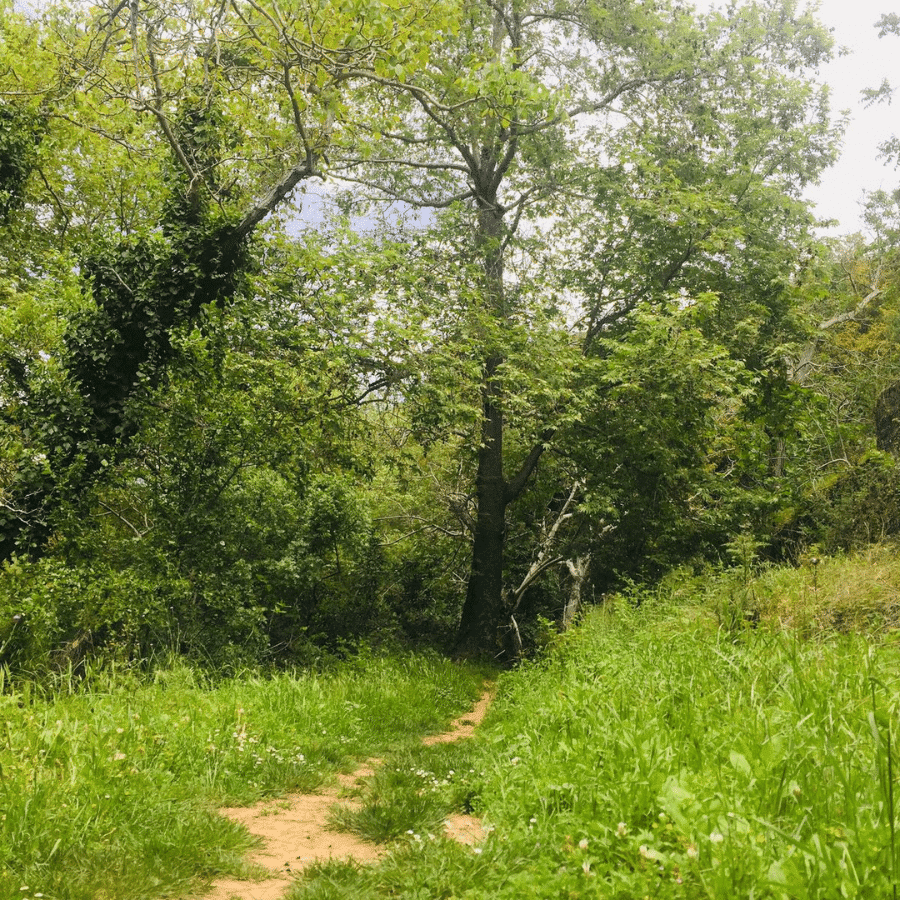 Aarab Salîm Spring