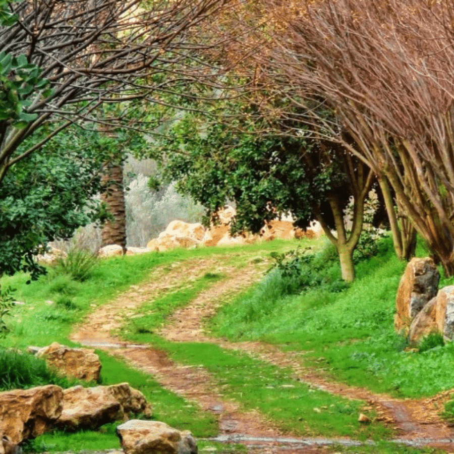 محمية وادي الحجير