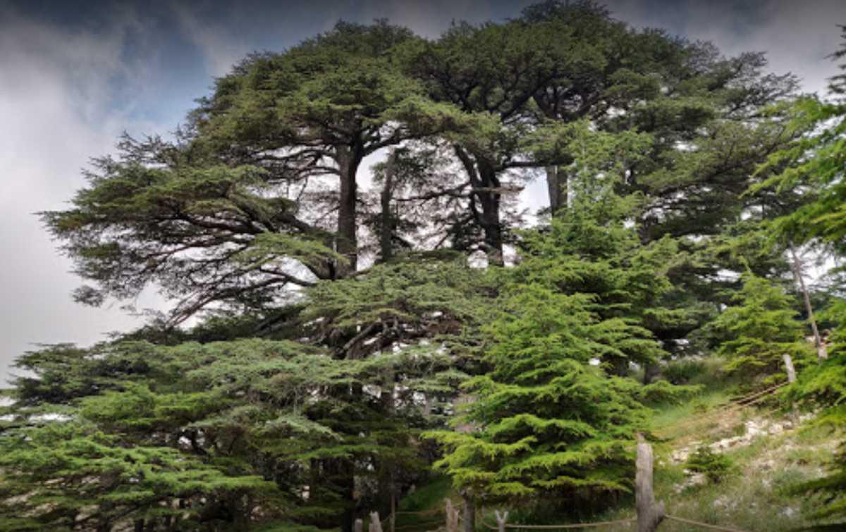 Cedars Forest