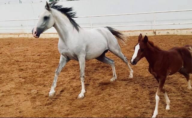 Al Adeyyat Horse Club