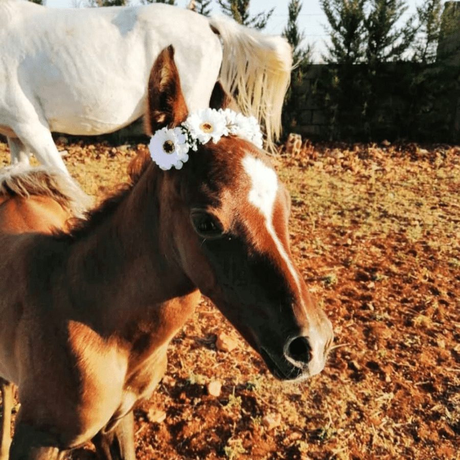 Al Adeyyat Horse Club